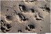 Footprints at low tide