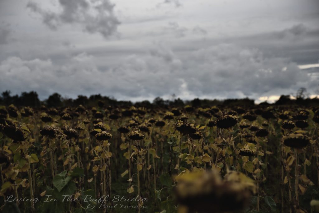 Sunflower fields forever