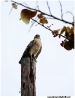 Falcon on utility pole - Florida